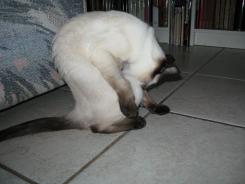 more kittens